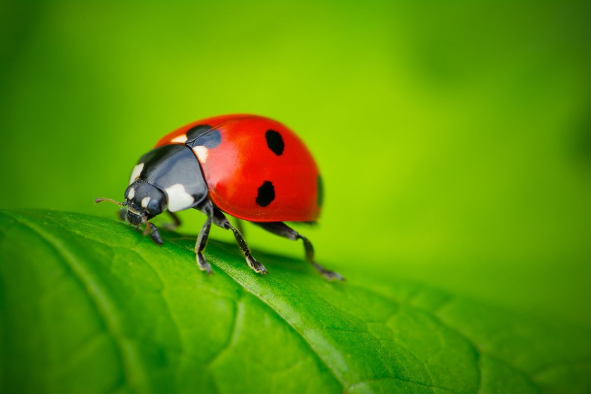 Nature in Your Neighborhood: Bug Safari