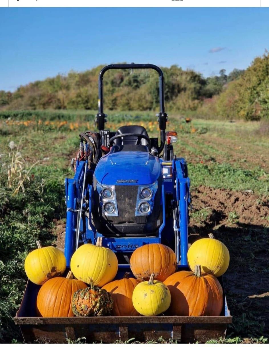 Pumpkin Picking 