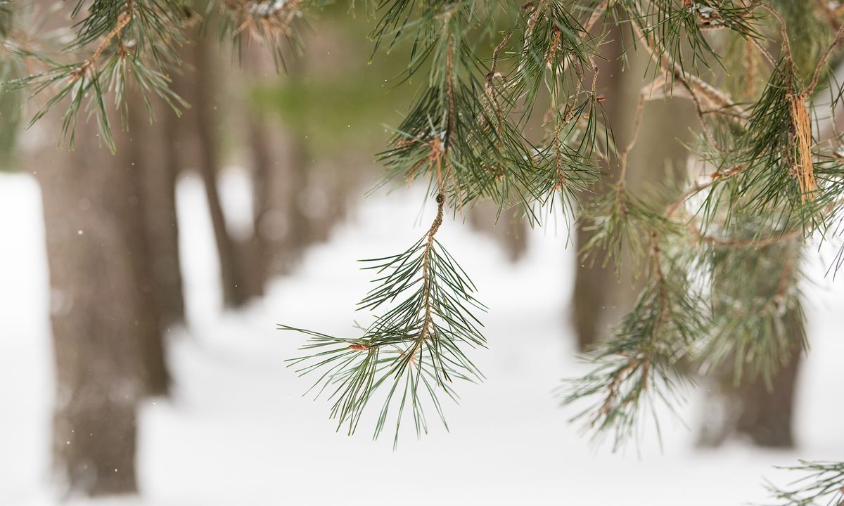 White Pine Hike