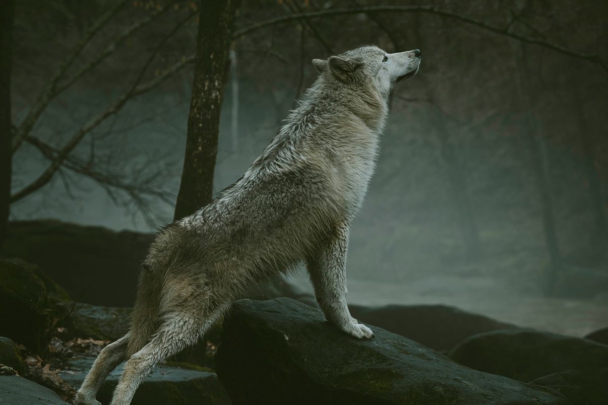 Wolves: Fact vs Myth