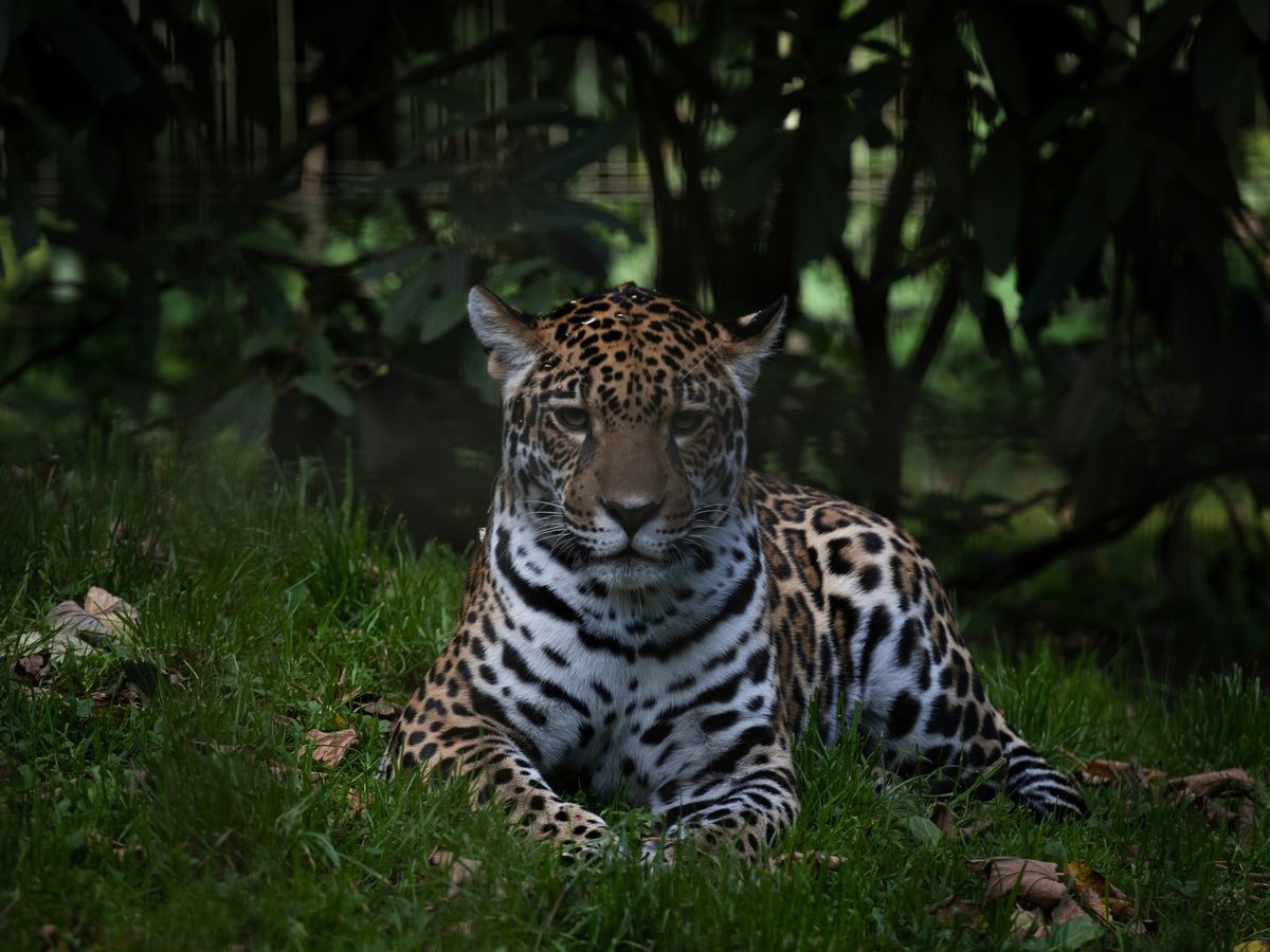 Abends allein im Zoo - F\u00fchrung der besonderen Art im Allwetterzoo M\u00fcnster.