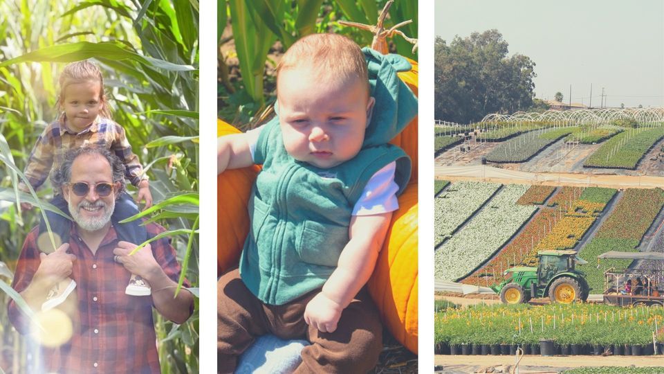 Oceanside Pumpkin & Corn maze Festival at Mellano Farm Stand