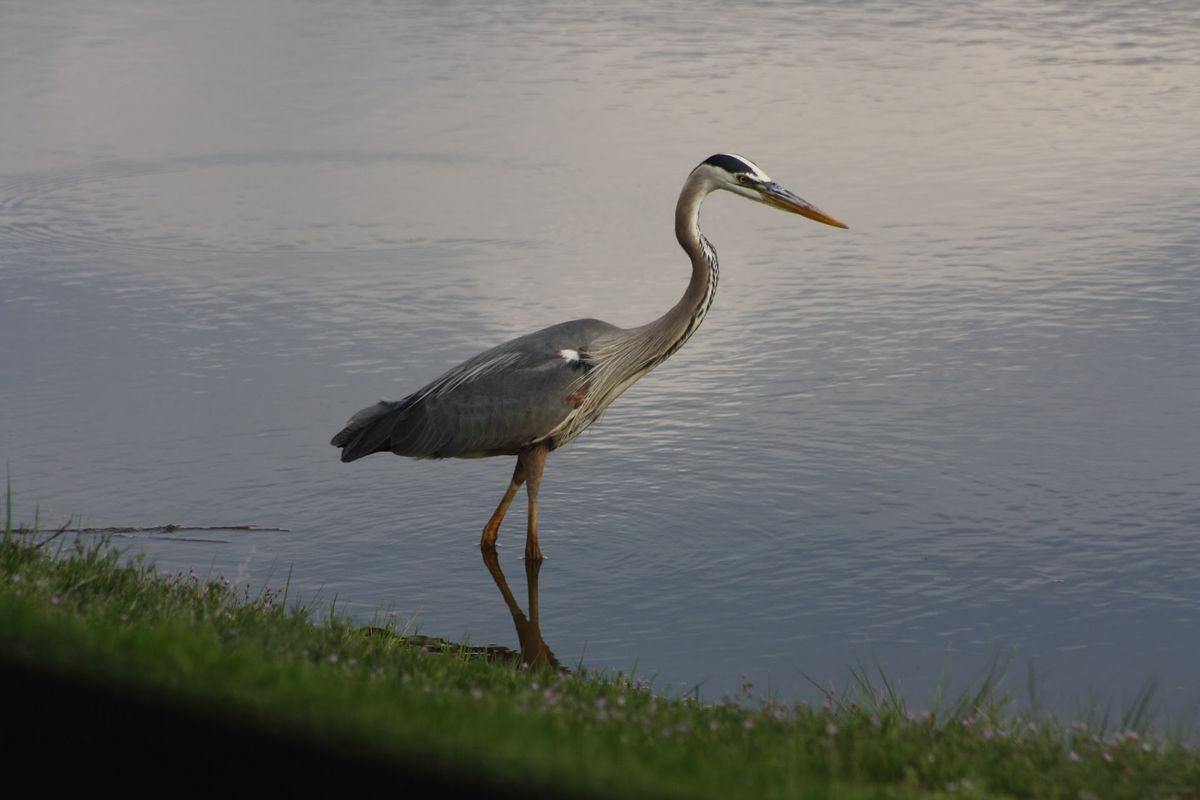 Bird Walk at Chapungu Sculpture Park