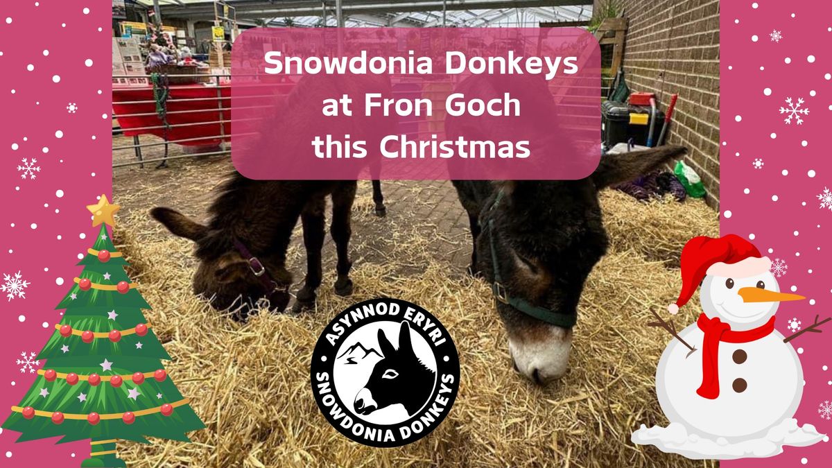 Snowdonia Donkeys at Fron Goch