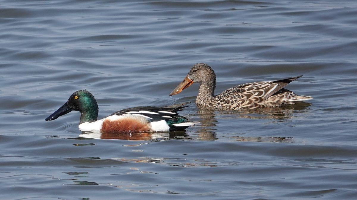 Dubuque Audubon Annual Duck Waddle