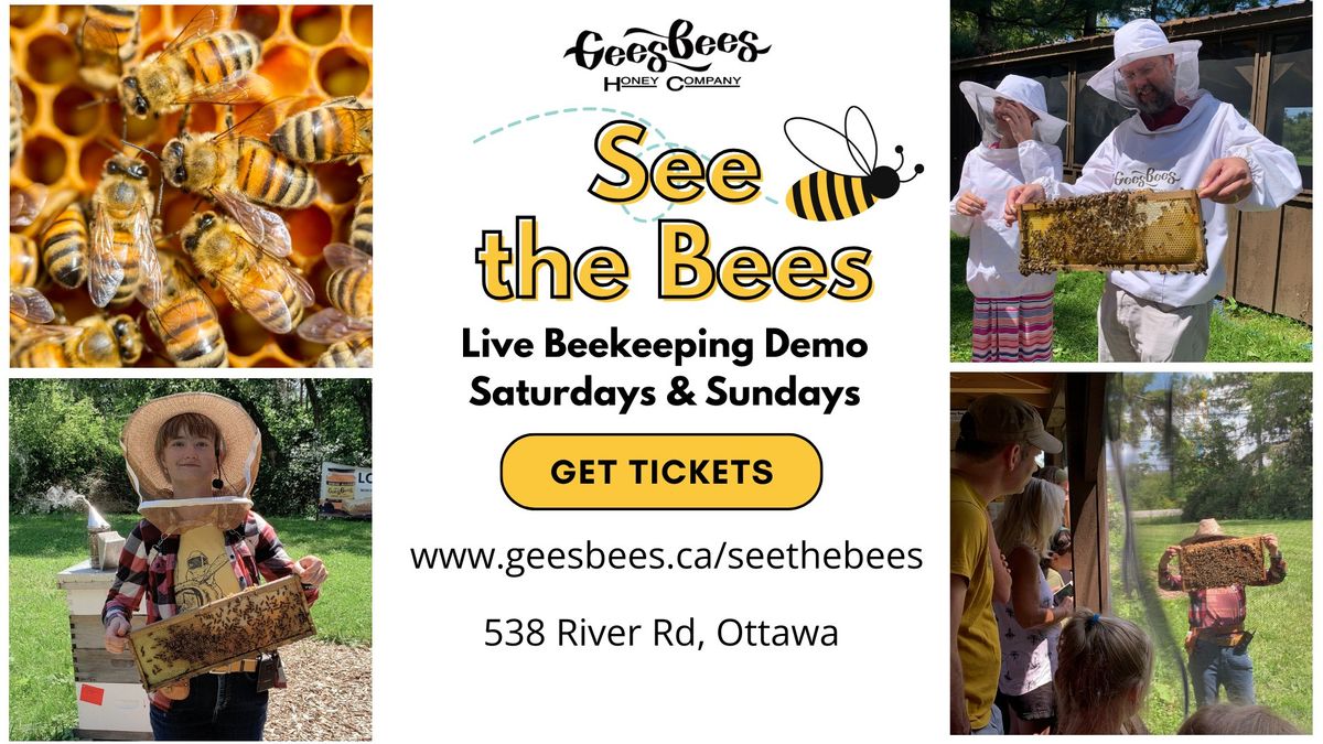 See the Bees at Gees Bees