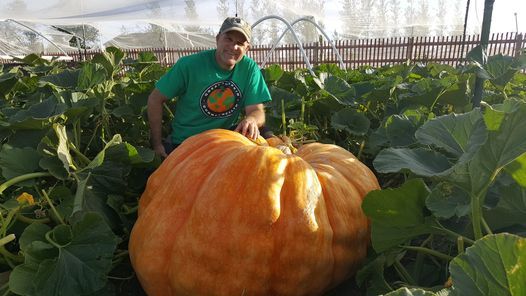 Giant Pumpkin Growing