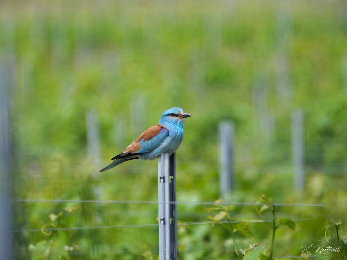 Sortie oiseaux \u00e0 Salses-le-Ch\u00e2teau