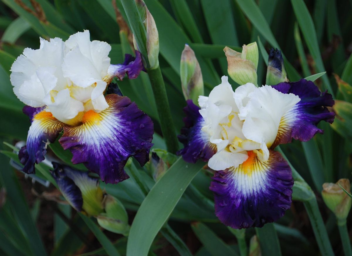 Ft Worth Iris & Daylily Society Fall Sale