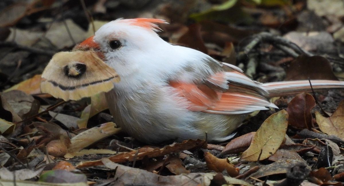 Birding and Botanizing Trip to Mead Botanical Gardens and Leu Gardens