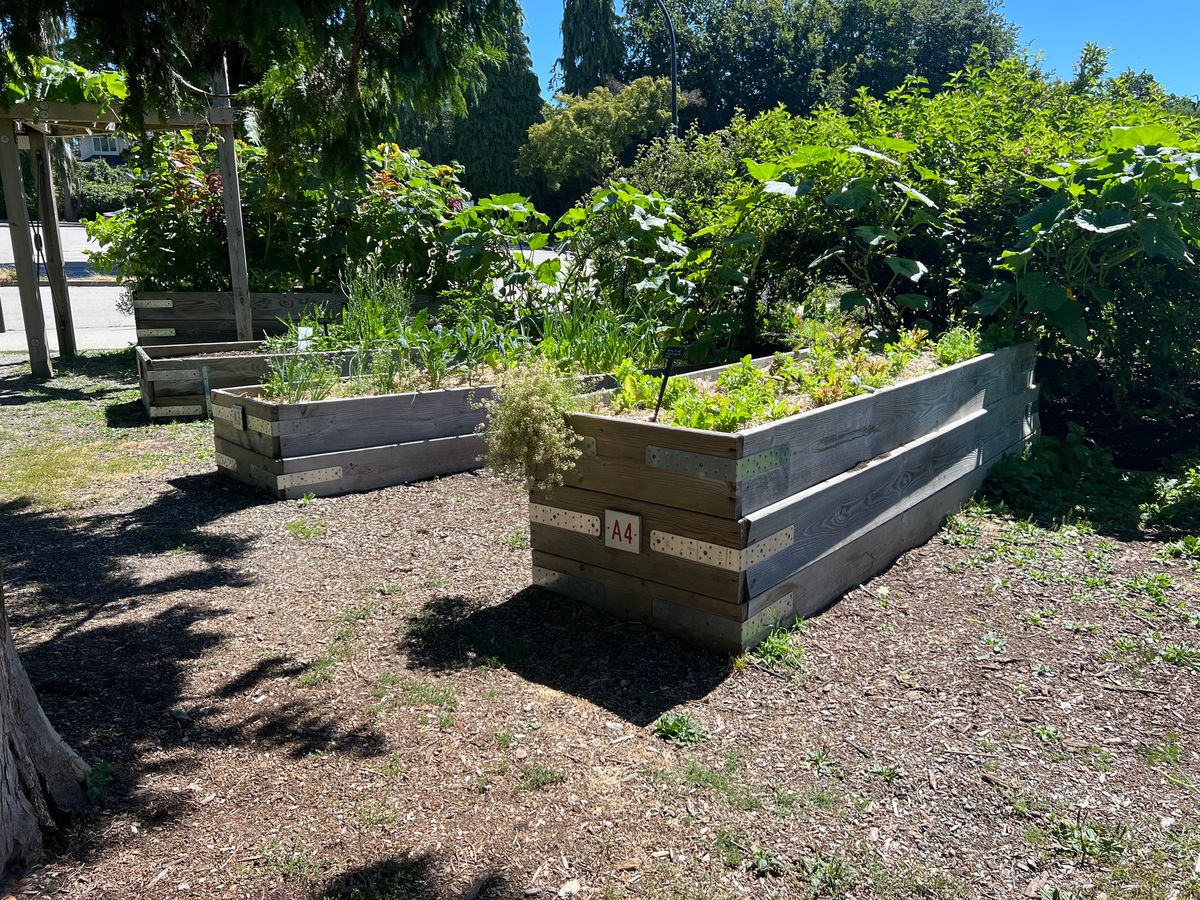 Building Raised Garden Boxes