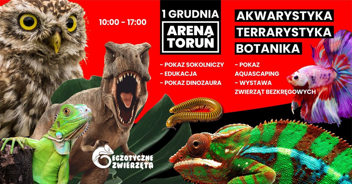 TORU\u0143 1 GRUDNIA - EGZOTYCZNE ZWIERZ\u0118TA - TERRARYSTYKA AKWARYSTYKA BOTANIKA