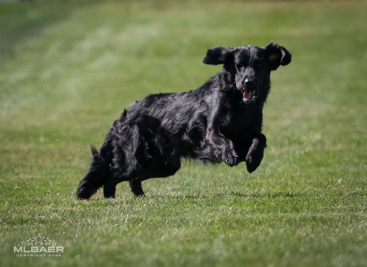 Medina Kennel Club Coursing Ability Tests