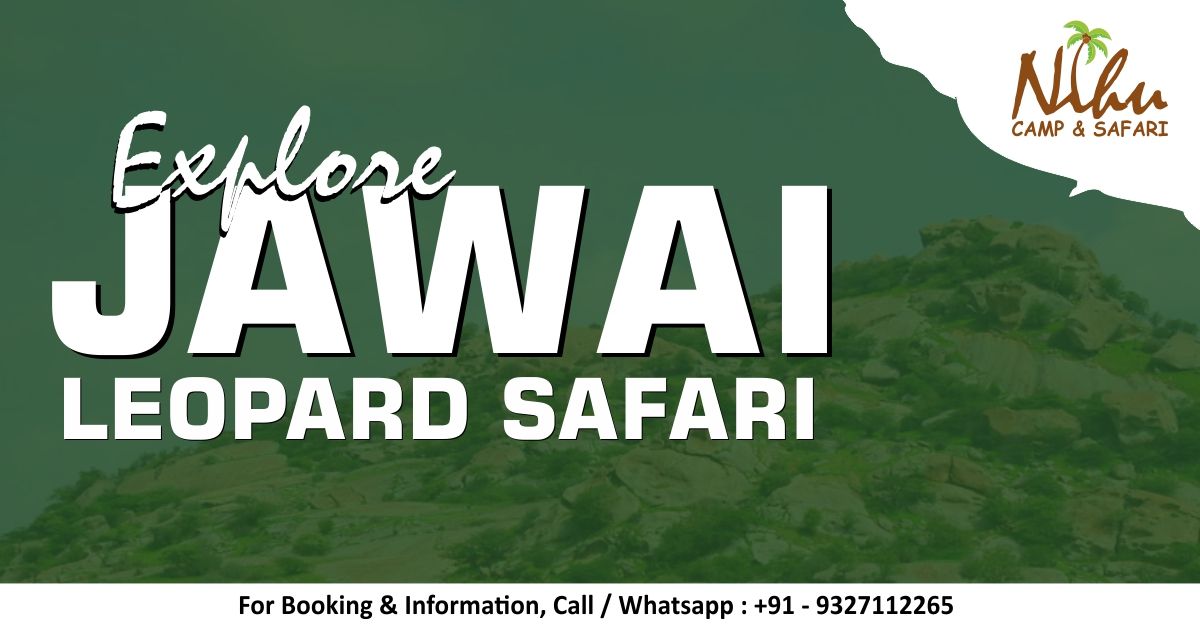 JAWAI LEOPARD SAFARI PACKAGE