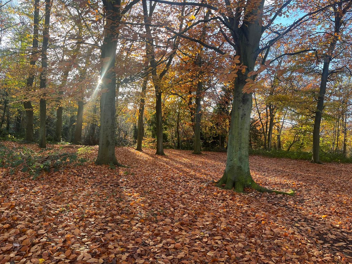 Friends of Bostall Heath and Woods Working Group