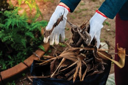 Putting the Garden to Bed, by Peter Coppola