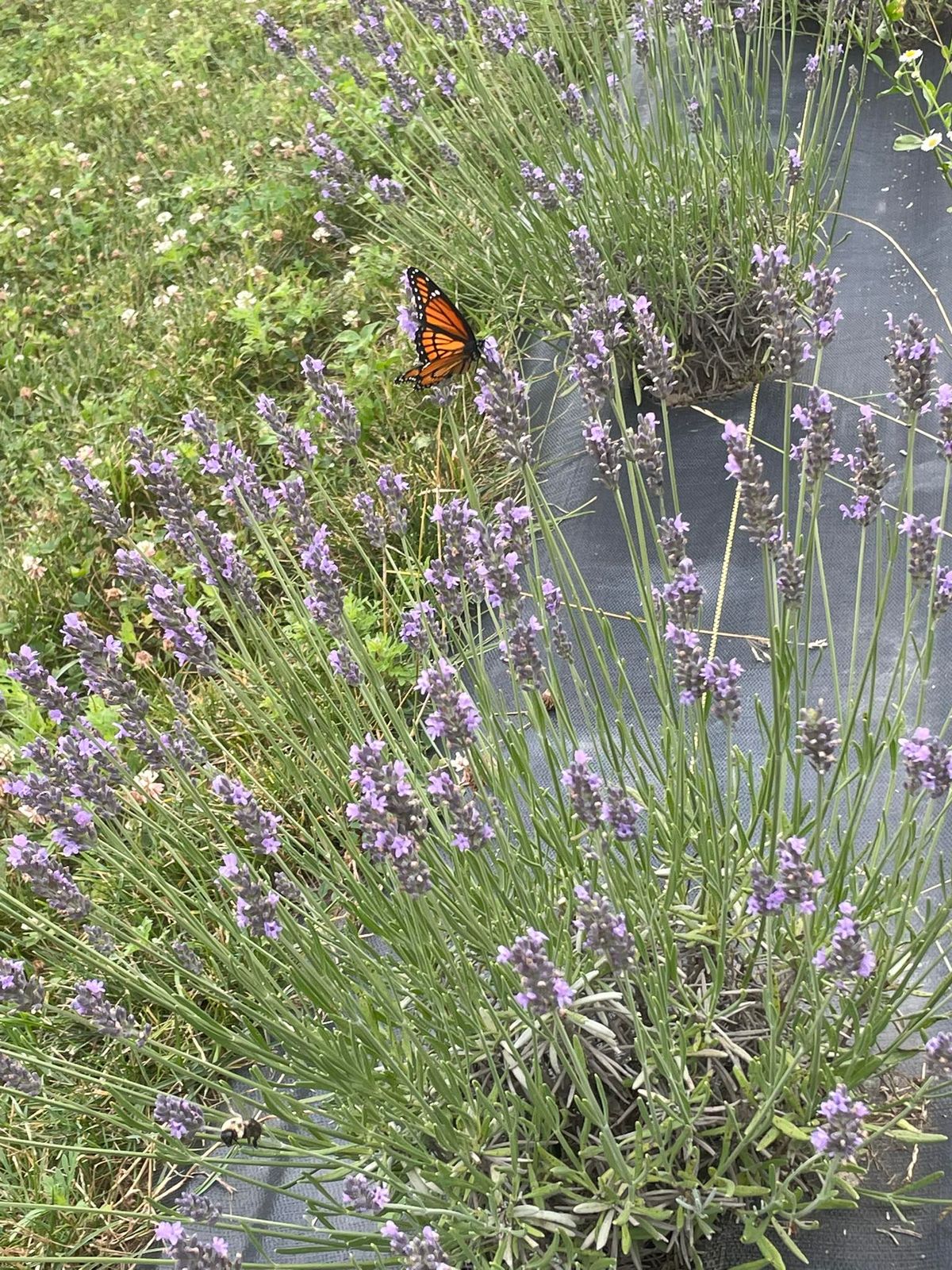 Lavender Festival 