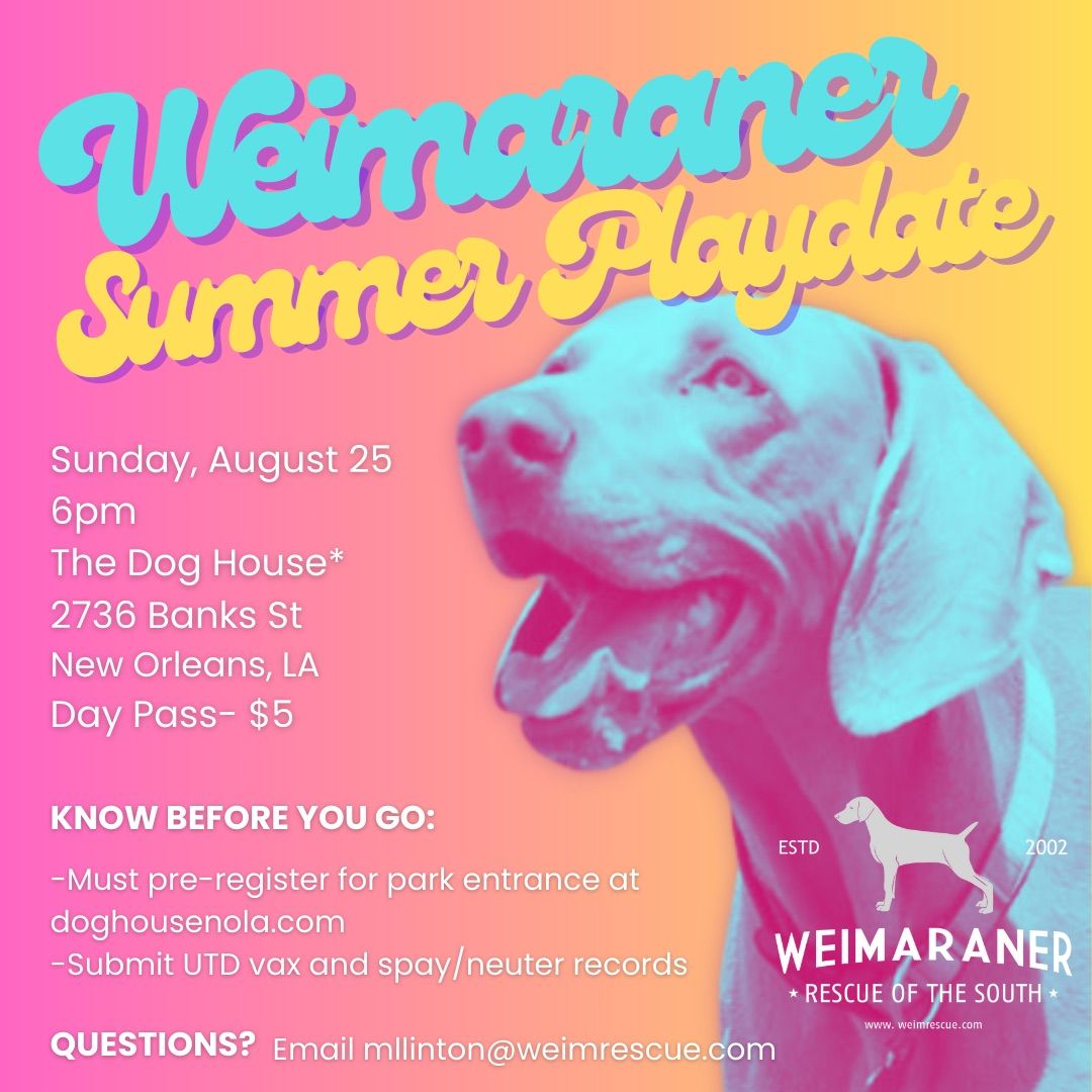 Weimaraner NOLA Summer Play Date 