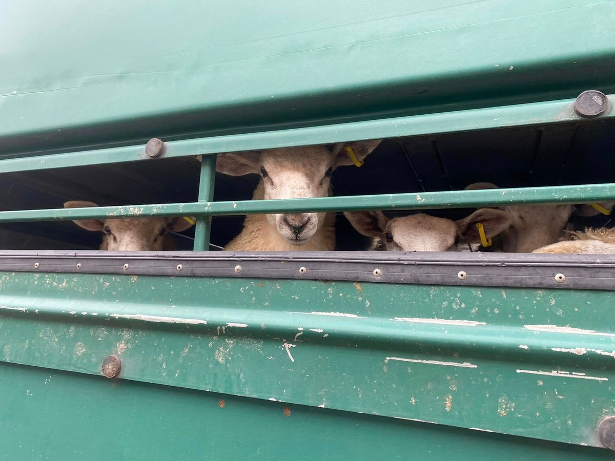 Vigil for the Sheep at Pak Mecca Meats Slaughter House 