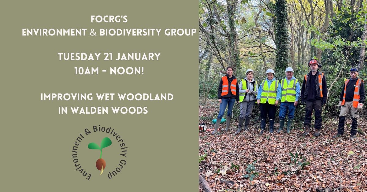 Improving wet woodland Walden  Woods