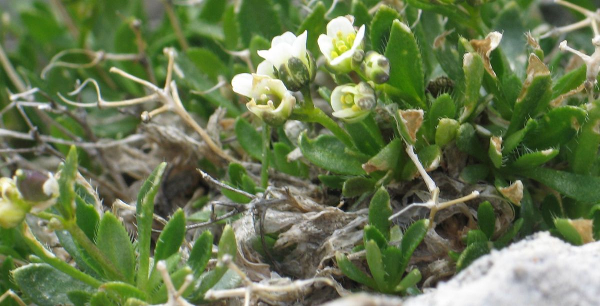 Botanisk m\u00f8te: Om rublom (Draba) og evolusjon i arktiske\/alpine str\u00f8k