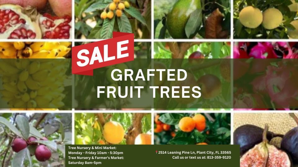 FRUIT TREE SALE & MINI MARKET | 1000+ GRAFTED FRUIT TREES IN STOCK | Monday - Saturday This Week!