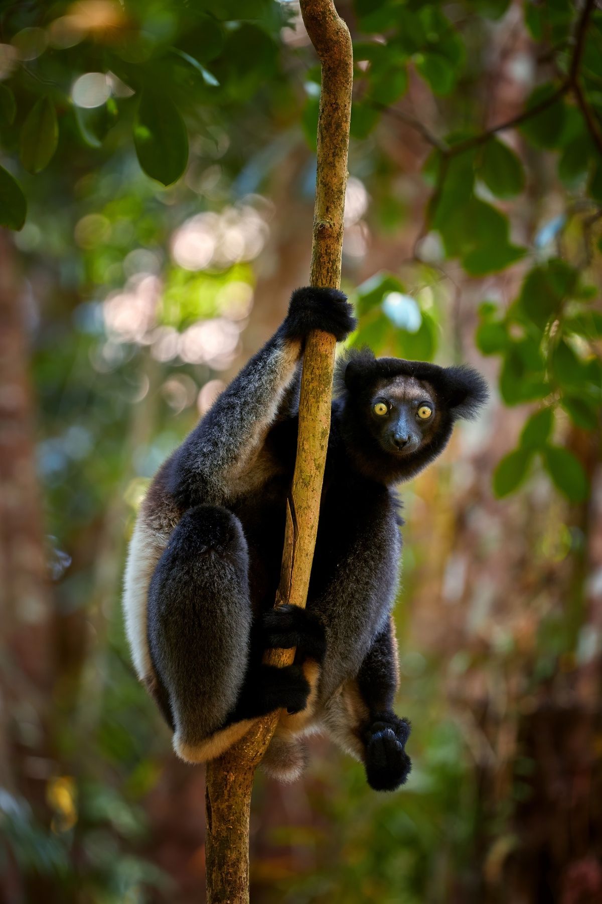 Infosessie: Madagaskar - rondreizen op maat en groepsreizen