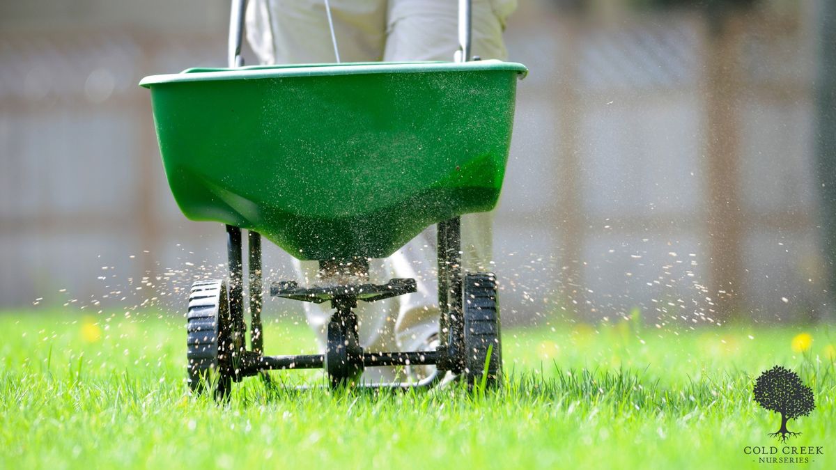 Winterizing Your Lawn & Overseeding with Winter Rye