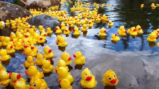 Duck Race