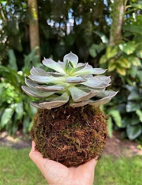 Kokedama Workshop
