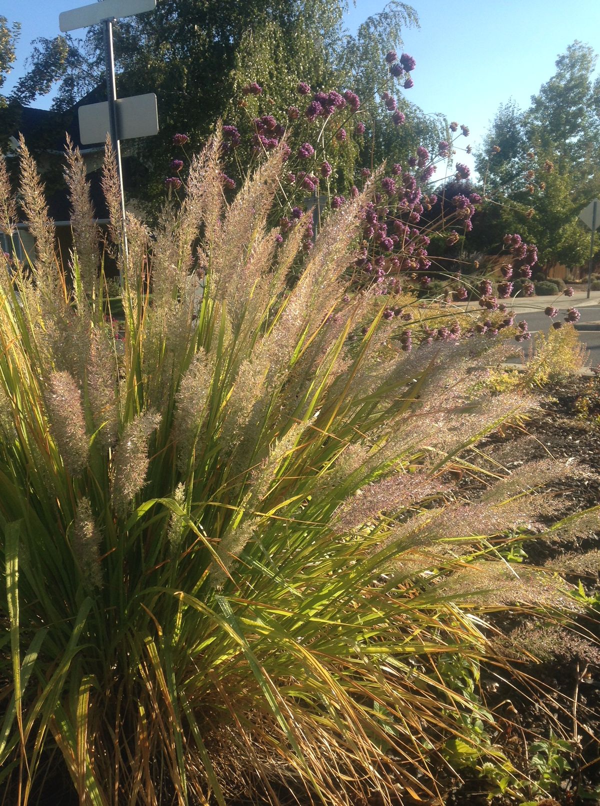 Cultivate Fall Color & Winter Interest with Ornamental Grasses