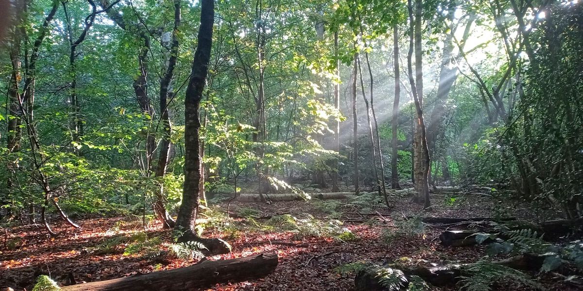 Forest Bathing at Frodsham Woods