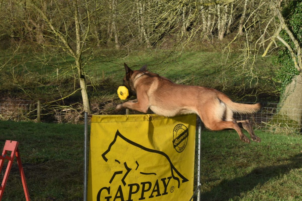 Wych Beck Dog Sport club trial.