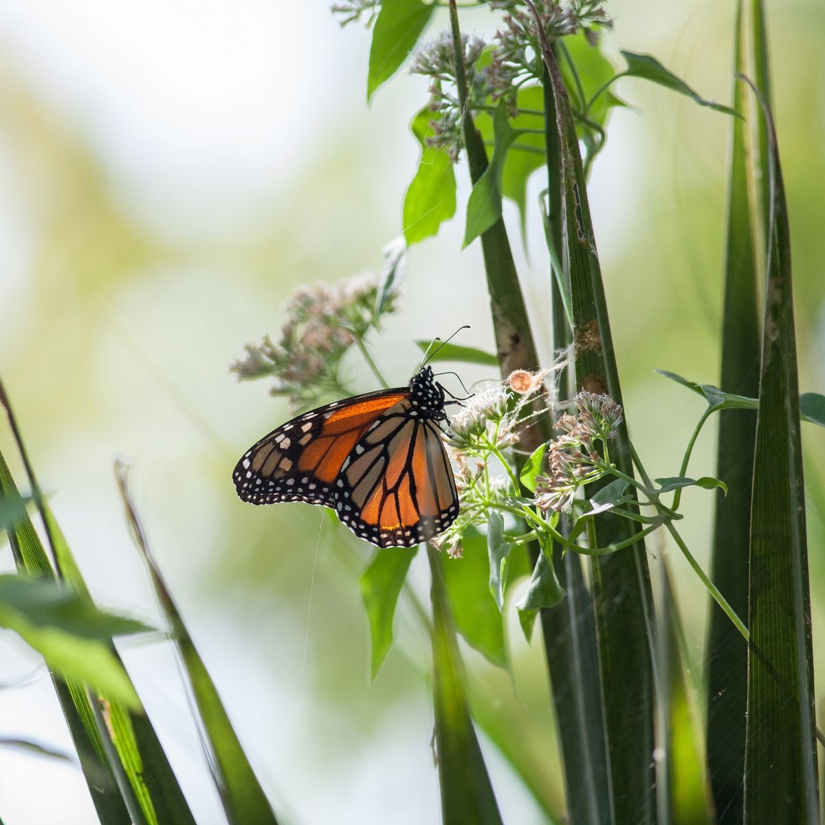 Outdoor Academy: Pollinator Party!