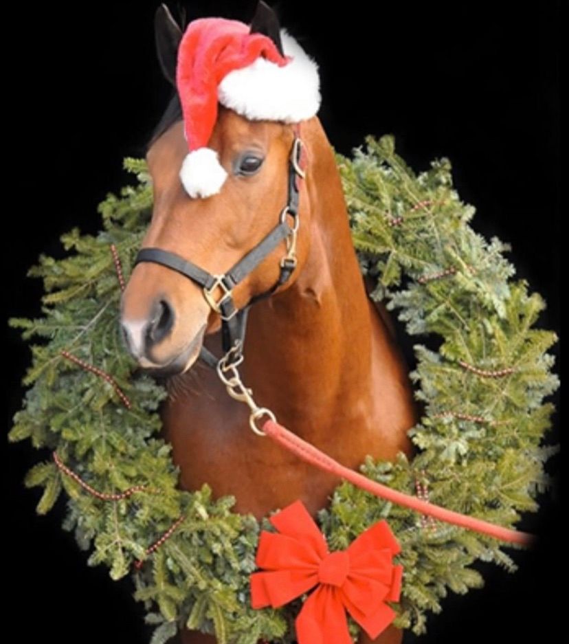 Jingle Dressage 