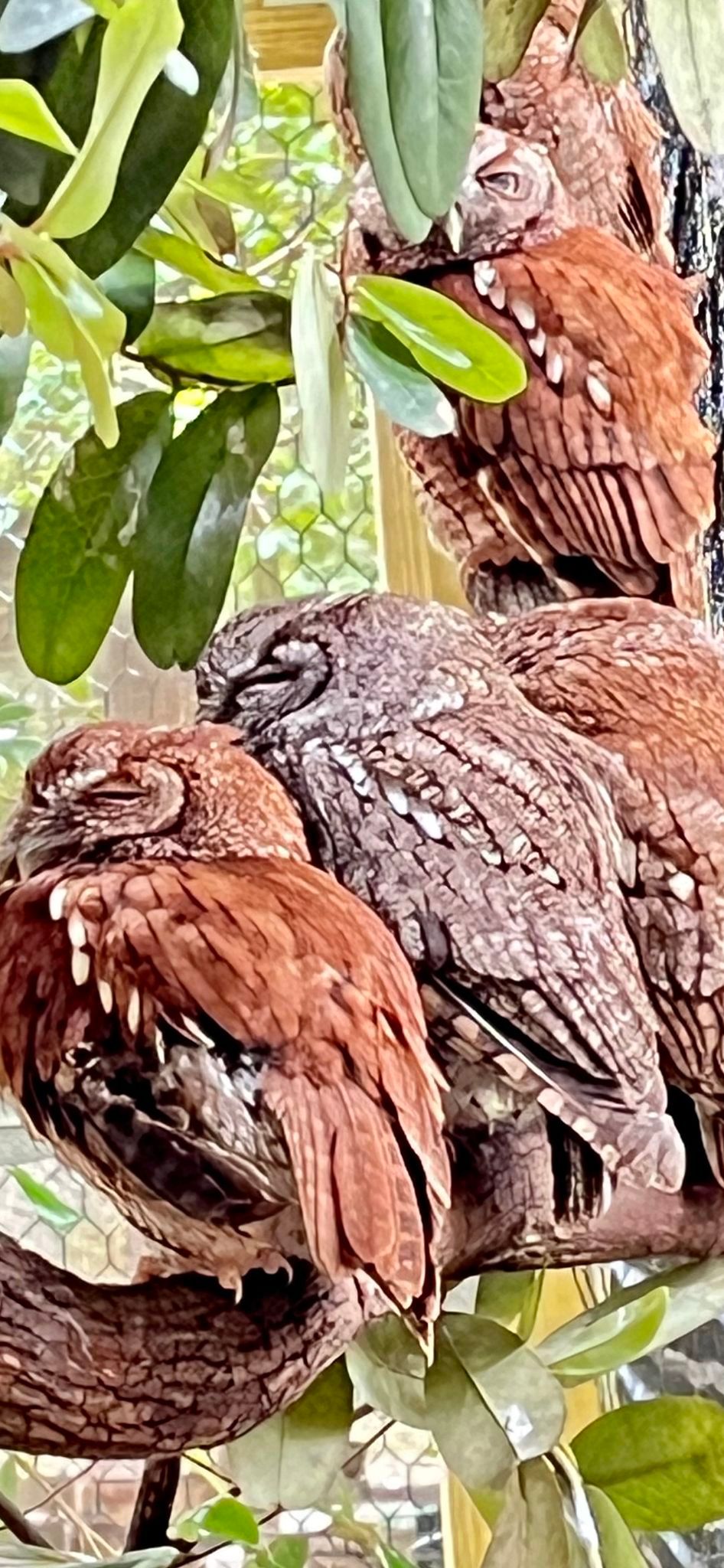 Beaks, Feet and Feathers