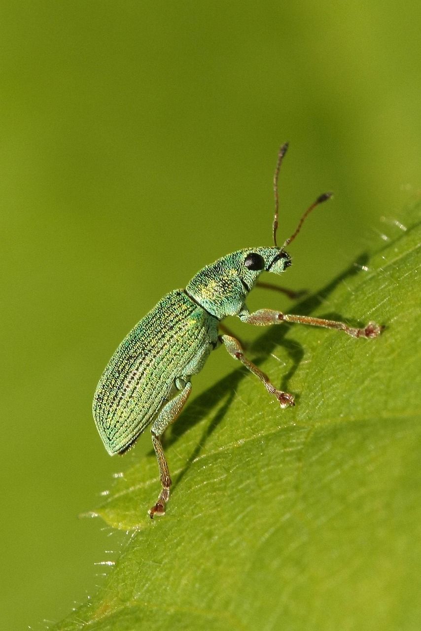 Spring Break: Science Discovery - Bugs