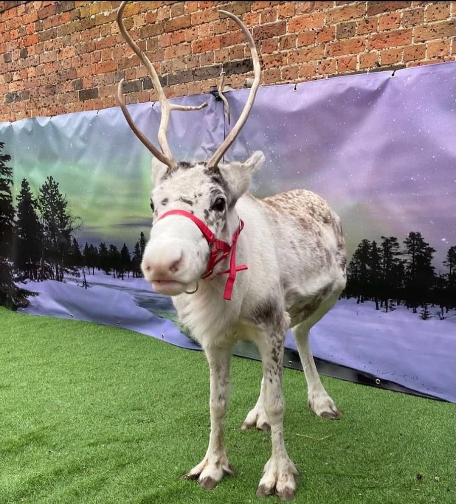 Come and meet real Reindeer