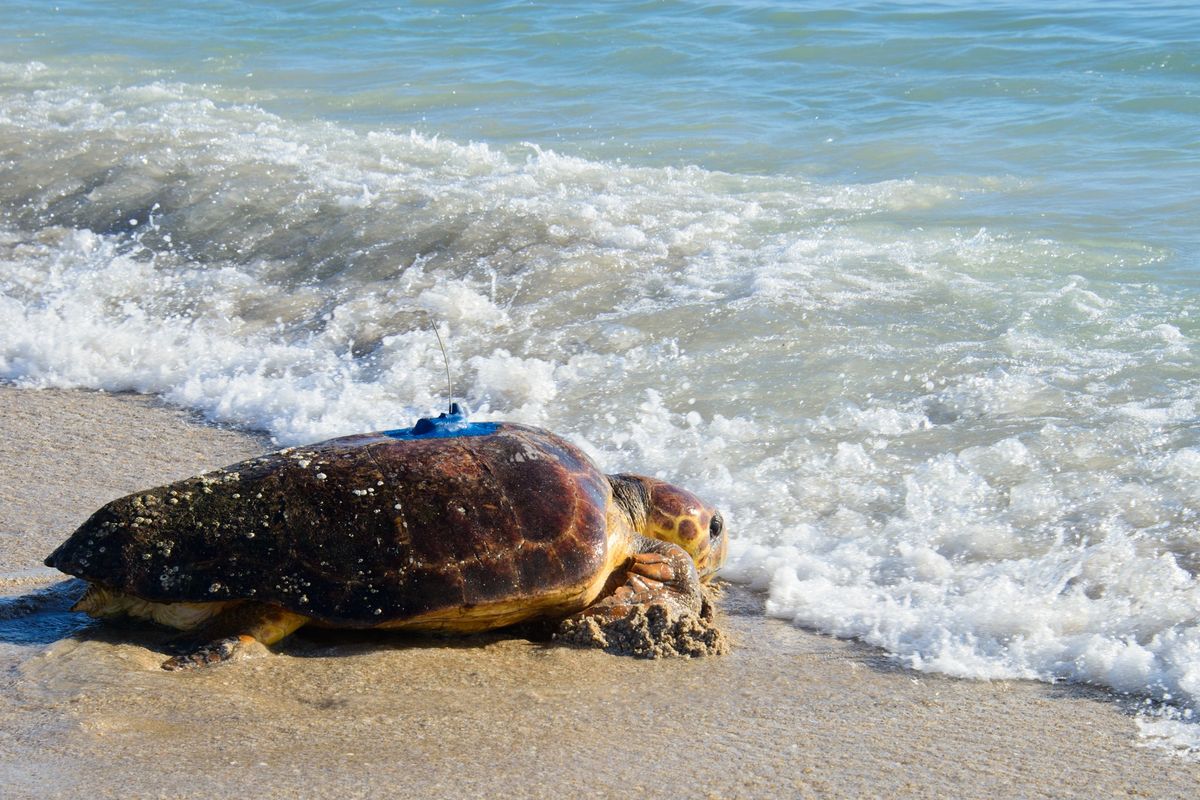 Public Sea Turtle Release