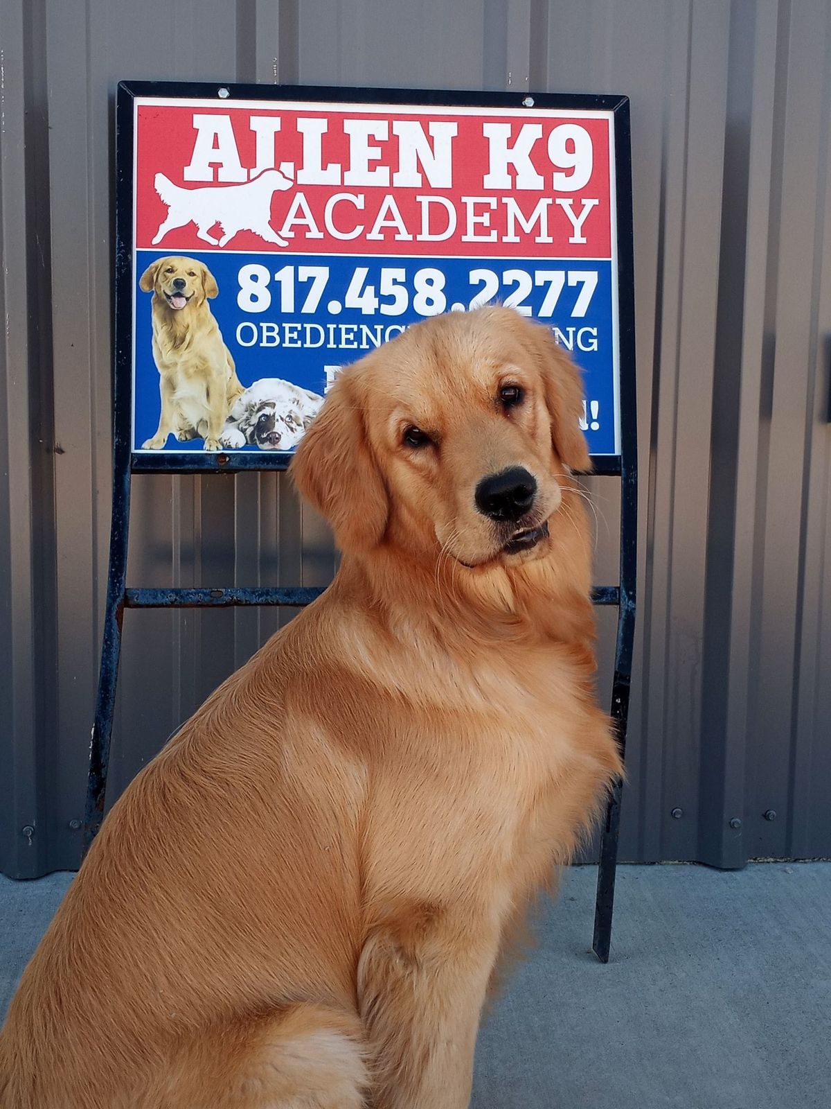 Obedience Competition On Lead