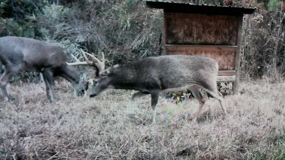 DALTON BUCK HUNTERS ANNUAL BANQUET 