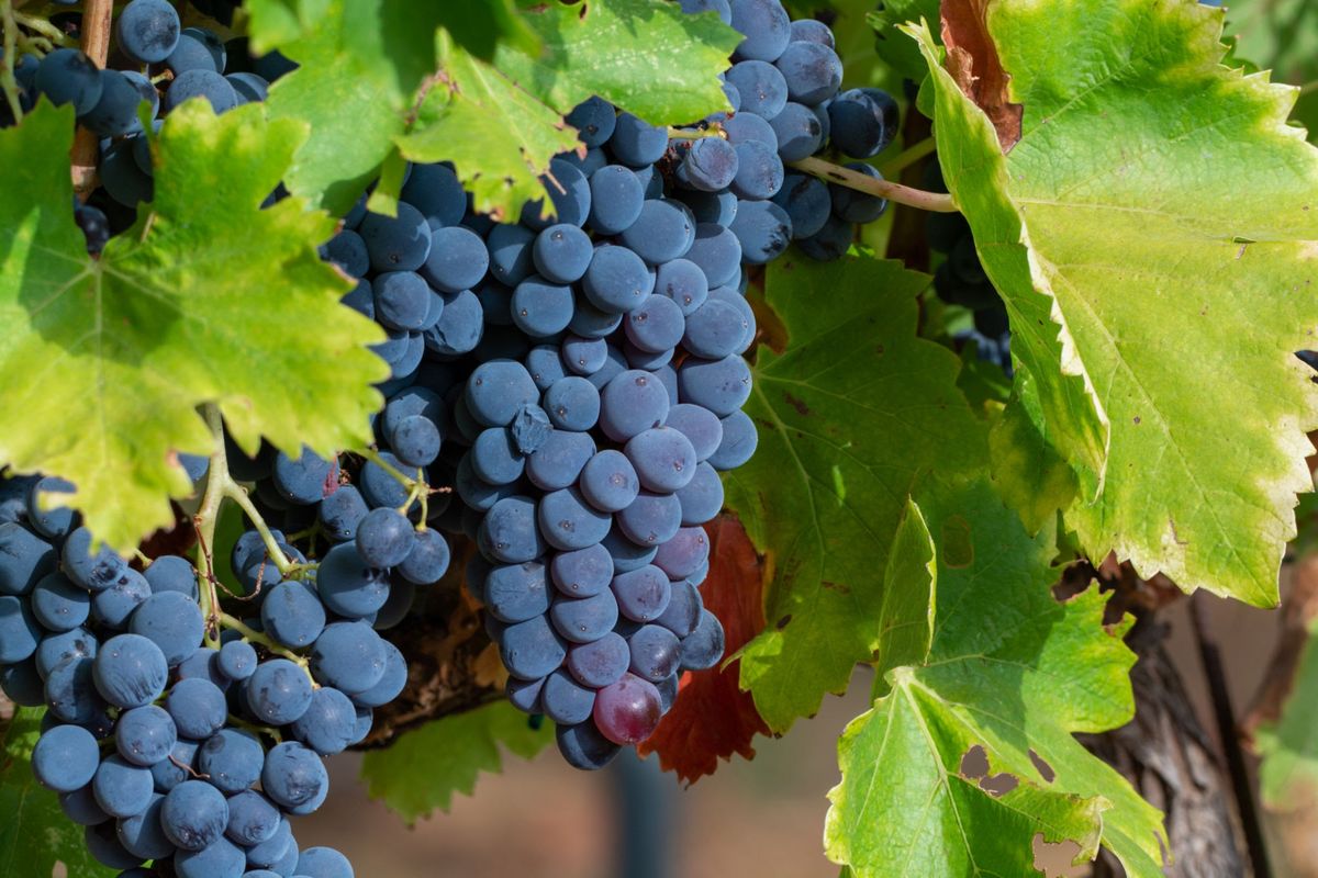 Tasting: The grapes of the Northern Rhone: Syrah (aka Shiraz) plus Viognier, Marsanne and Roussanne