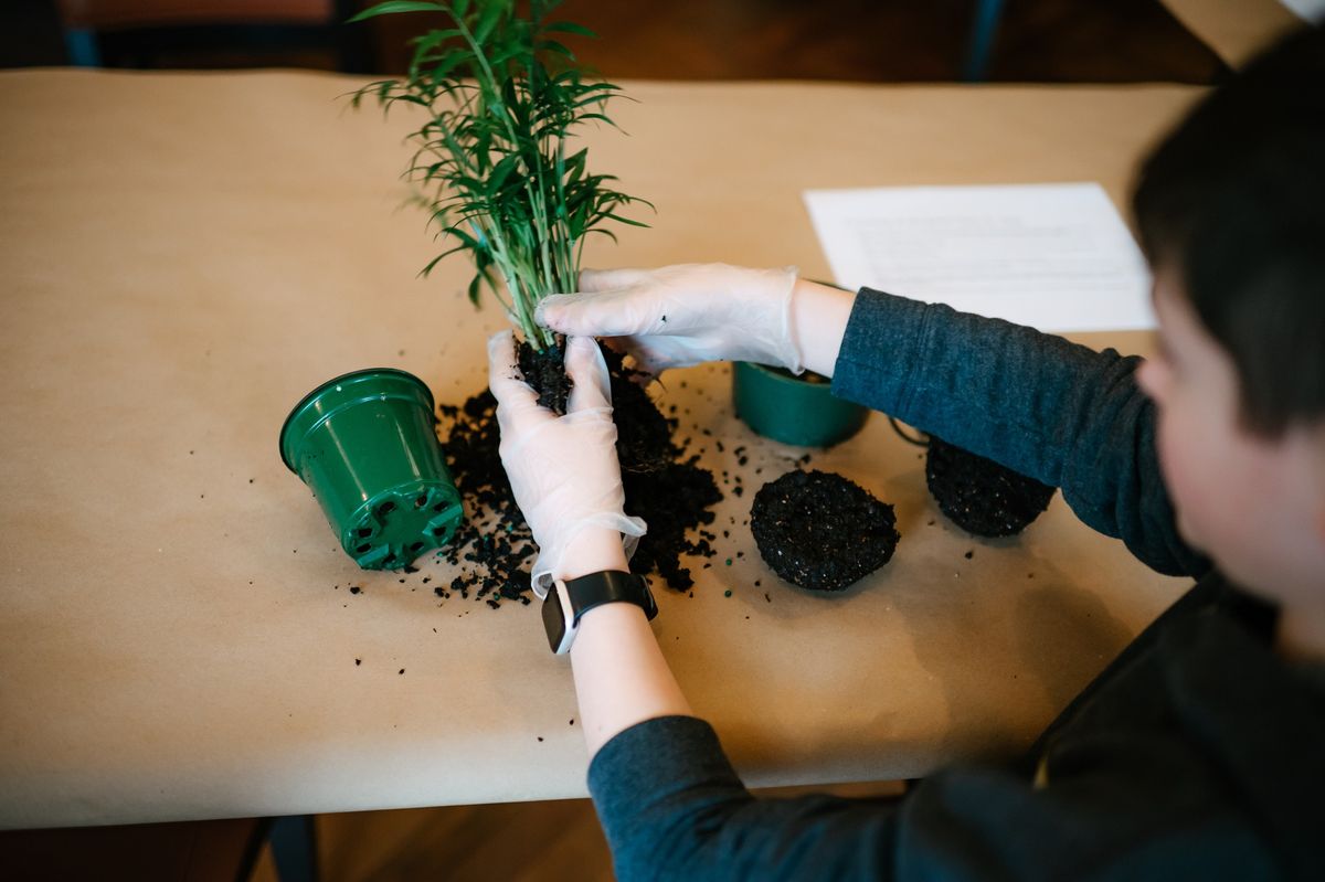 Family Workshop: Kokedama