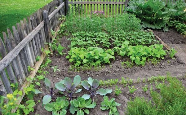 Vegetable Gardening for Everyone, by Susan Hammond