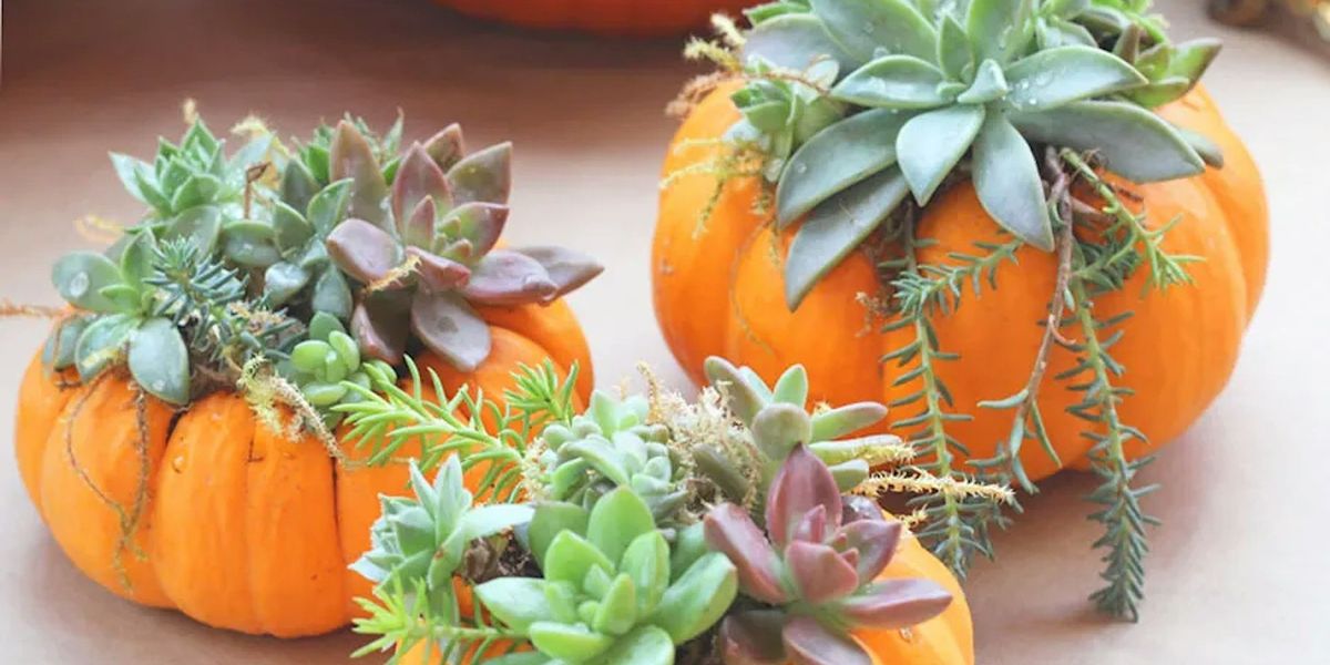 Pumpkin Succulent Social Craft Party