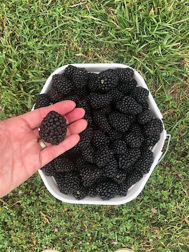 Farm Tour to O'Neal Berry Farm - Thursday, June 25