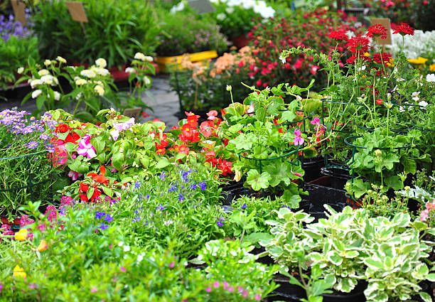 Plymouth Garden Club Annual Plant Sale