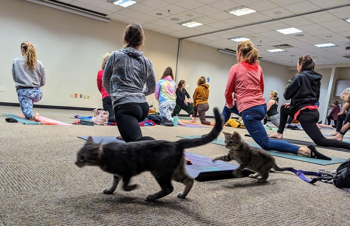 Cats on Mats with Kate Casey (Ages 18+)