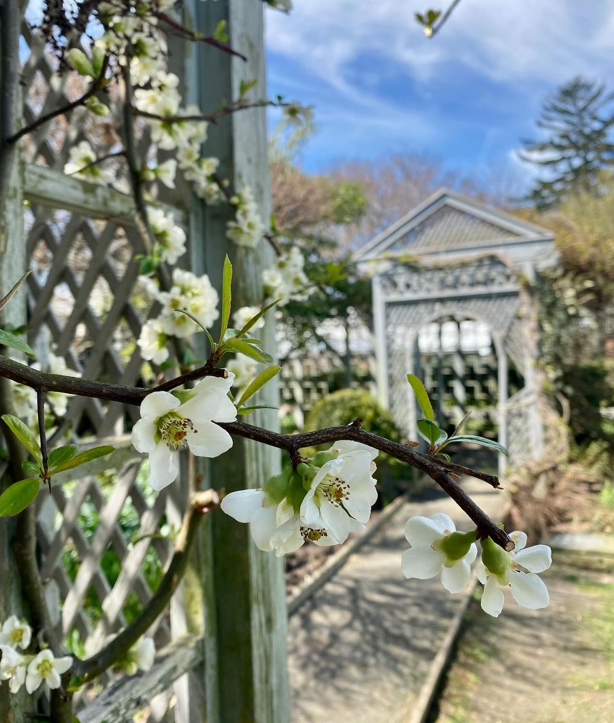 Spring Flowers Walk