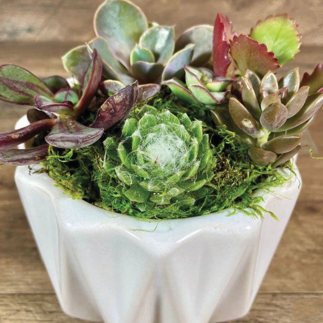 Botanical Design: Succulent Dish